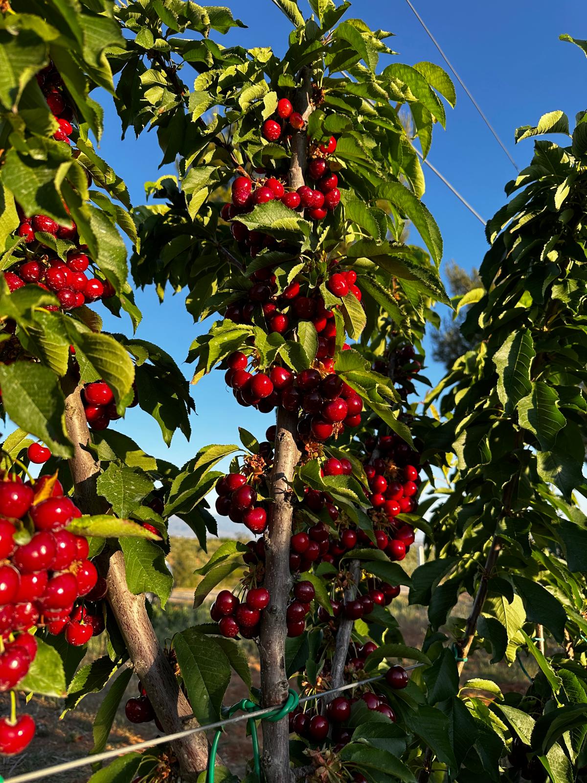 Neden dbfruits’te dünyanın en lezzetli meyveleri yetişiyor?