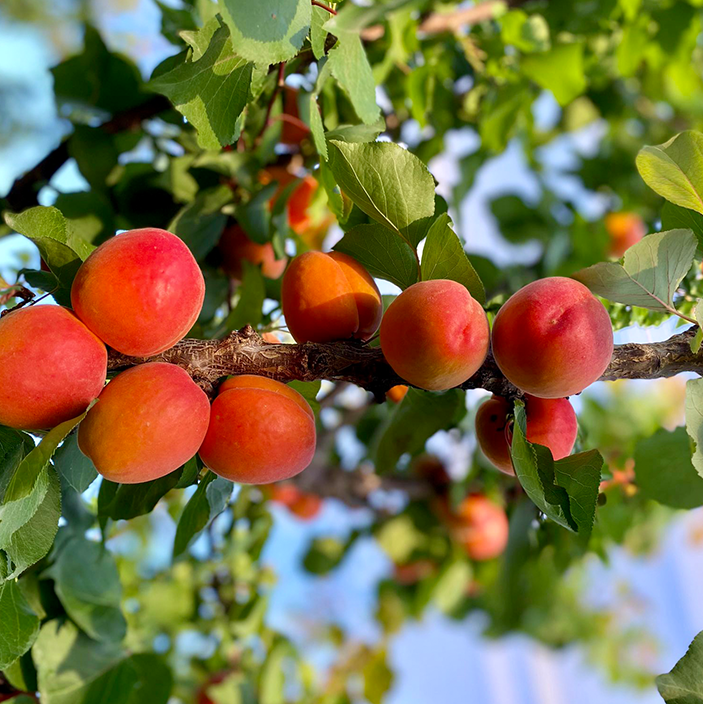 Apricot