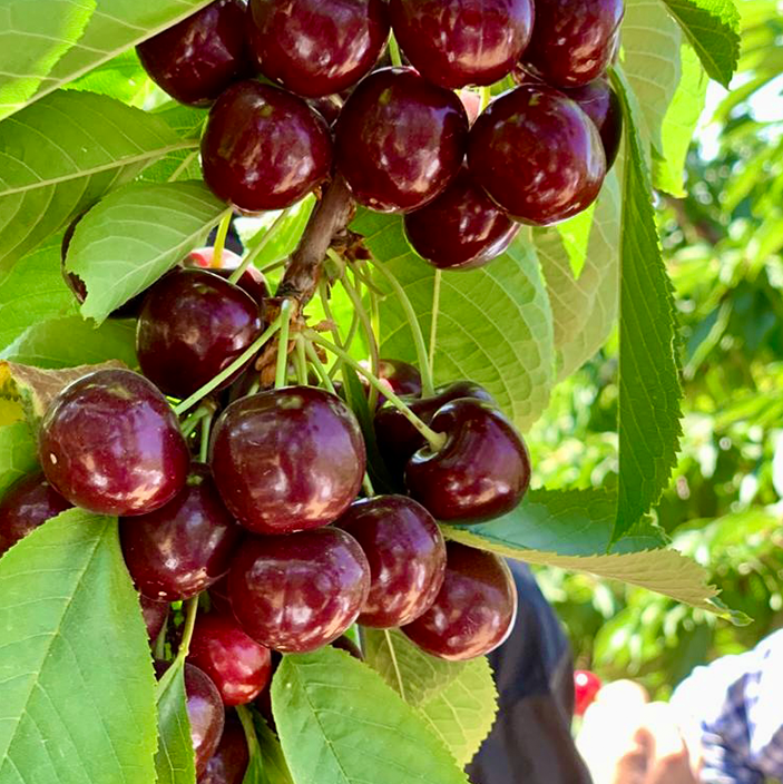 Cherry