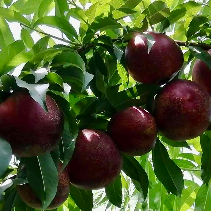Nectarine
