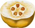 Ayva