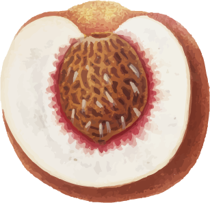 Nektarin
